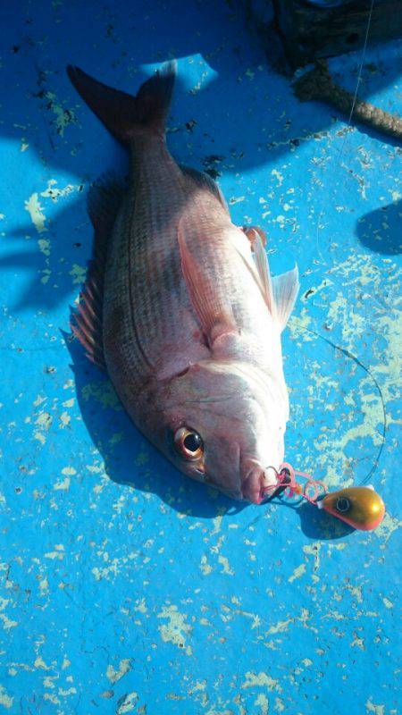 だて丸 釣果