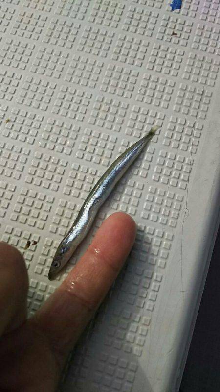 タイラバ遊漁船 ワンピース 釣果