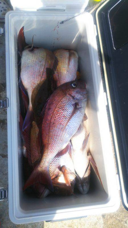 ブルドック 釣果