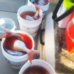 ブルドック 釣果