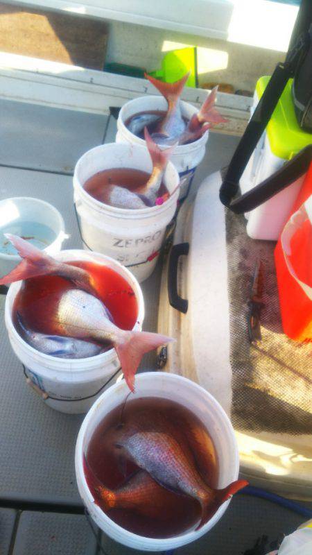 ブルドック 釣果