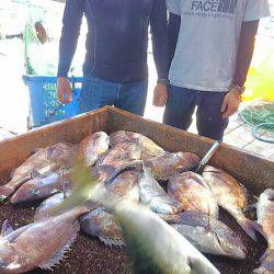 海の釣堀 海恵 釣果
