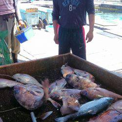 海の釣堀 海恵 釣果