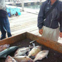 海の釣堀 海恵 釣果