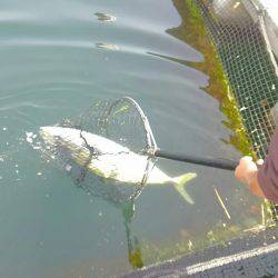 海の釣堀 海恵 釣果