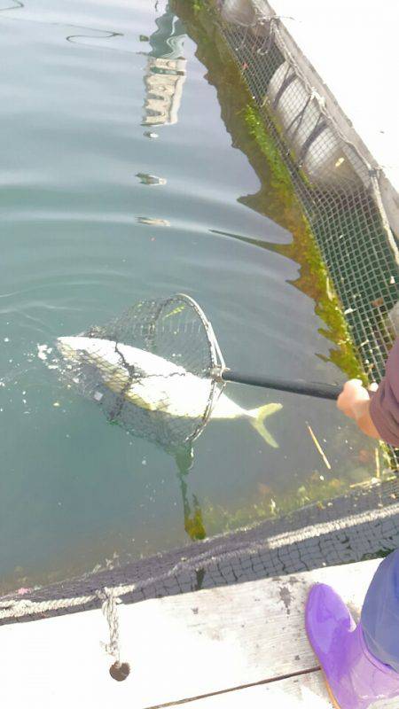 海の釣堀 海恵 釣果