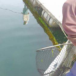 海の釣堀 海恵 釣果