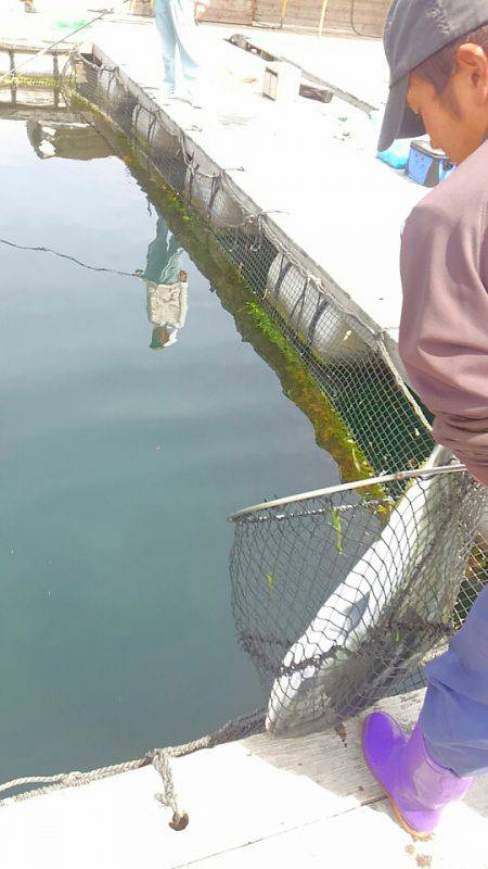 海の釣堀 海恵 釣果