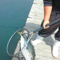 海の釣堀 海恵 釣果