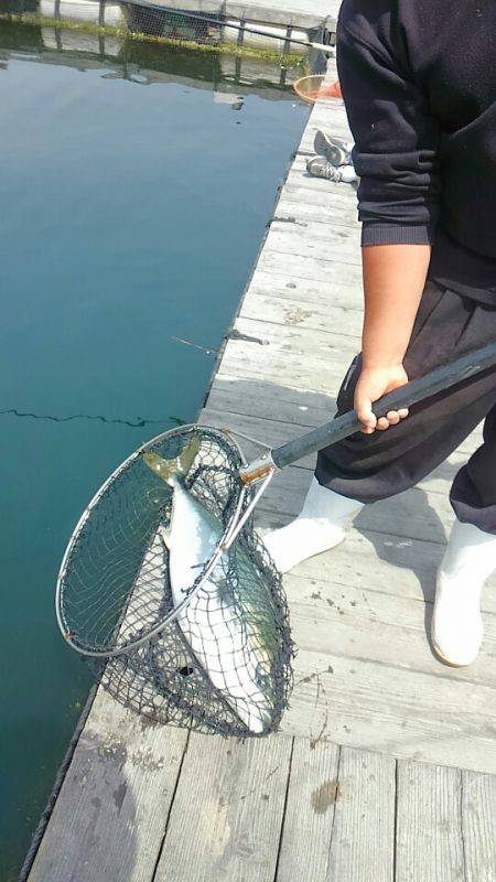海の釣堀 海恵 釣果