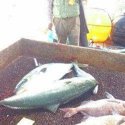 海の釣堀 海恵 釣果