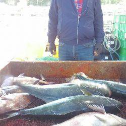 海の釣堀 海恵 釣果