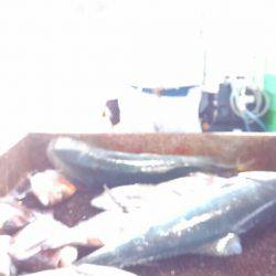 海の釣堀 海恵 釣果