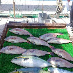 海の釣堀 海恵 釣果