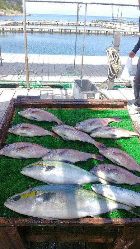 海の釣堀 海恵 釣果