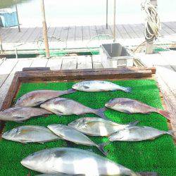 海の釣堀 海恵 釣果