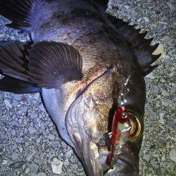 サンマリン 釣果