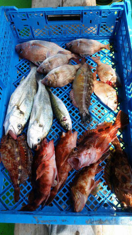 小島丸 釣果