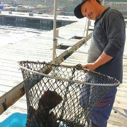 海の釣堀 海恵 釣果