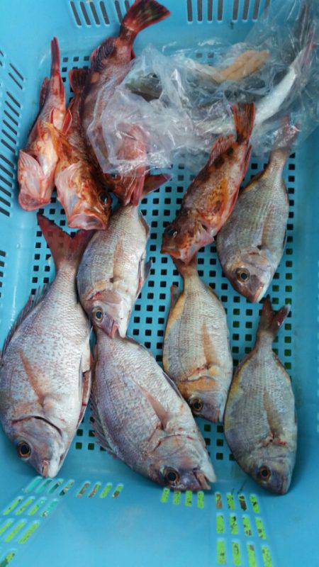 小島丸 釣果