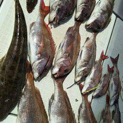 タイラバ遊漁船 ワンピース 釣果