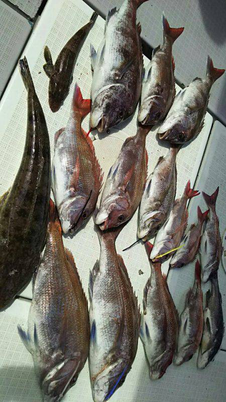 タイラバ遊漁船 ワンピース 釣果