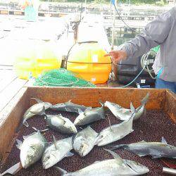 海の釣堀 海恵 釣果