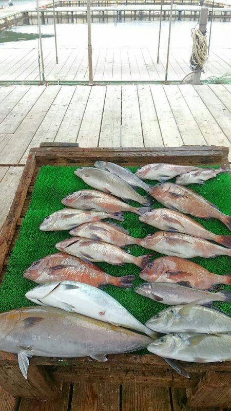 海の釣堀 海恵 釣果