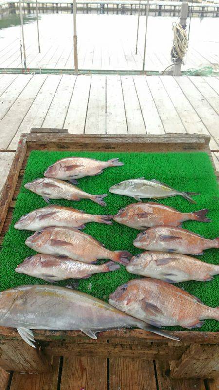 海の釣堀 海恵 釣果