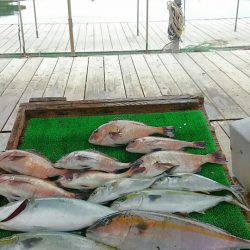 海の釣堀 海恵 釣果
