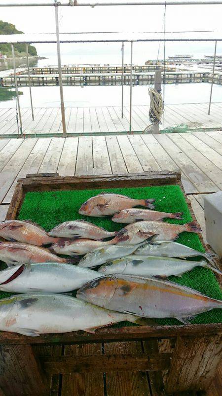 海の釣堀 海恵 釣果