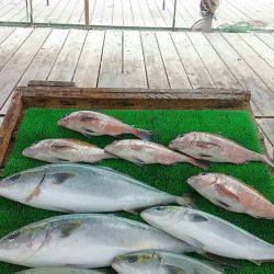 海の釣堀 海恵 釣果