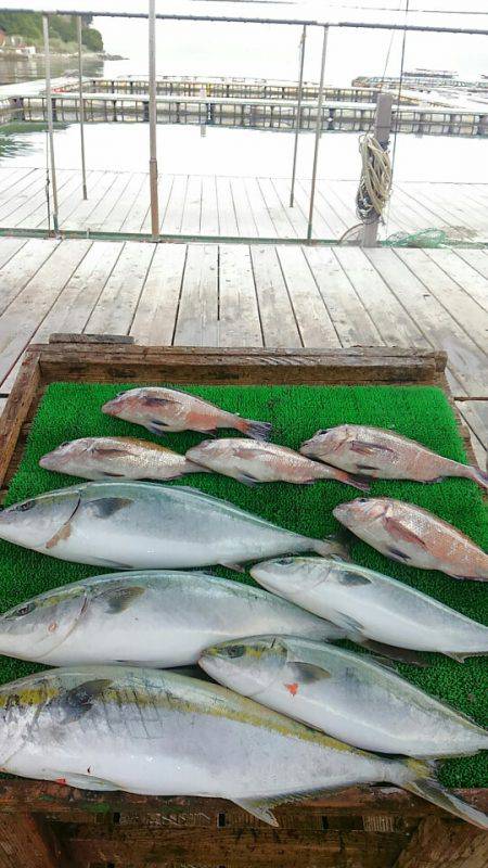 海の釣堀 海恵 釣果