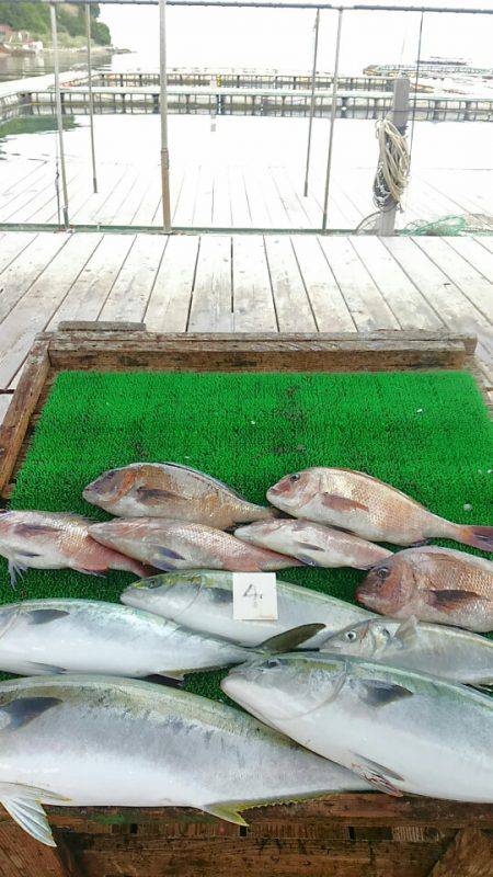 海の釣堀 海恵 釣果