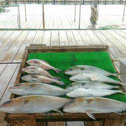 海の釣堀 海恵 釣果