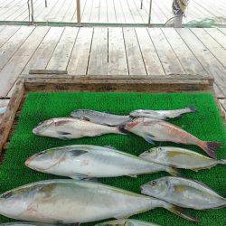 海の釣堀 海恵 釣果