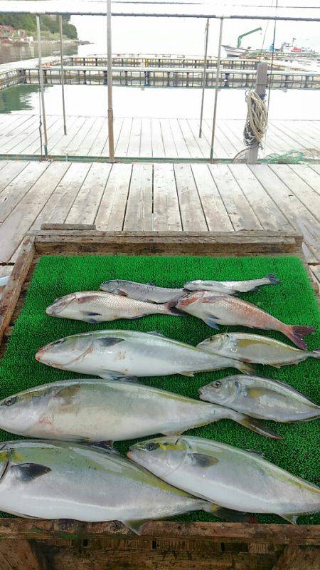 海の釣堀 海恵 釣果
