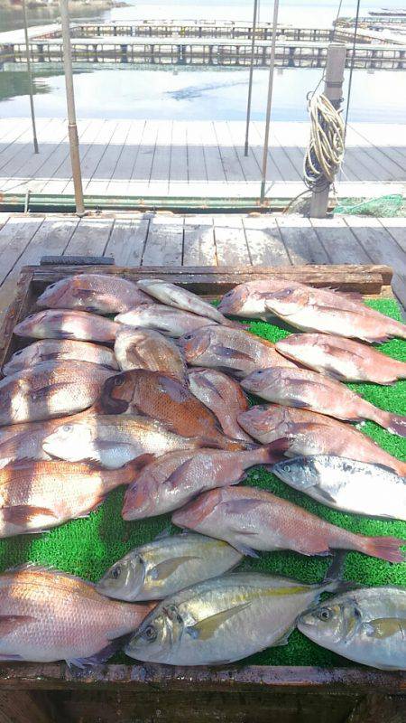 海の釣堀 海恵 釣果