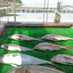 海の釣堀 海恵 釣果