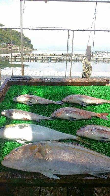 海の釣堀 海恵 釣果