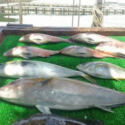 海の釣堀 海恵 釣果