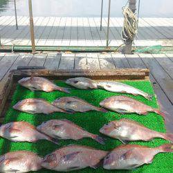 海の釣堀 海恵 釣果