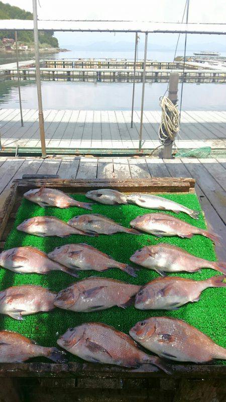 海の釣堀 海恵 釣果