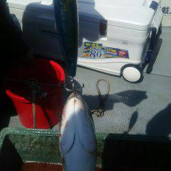 サンマリン 釣果