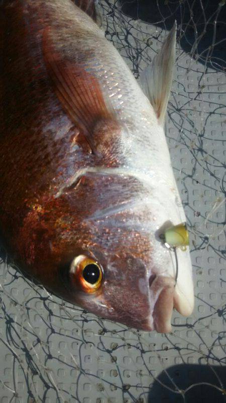 サンマリン 釣果