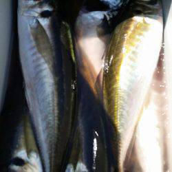 金沢八景鴨下丸 釣果