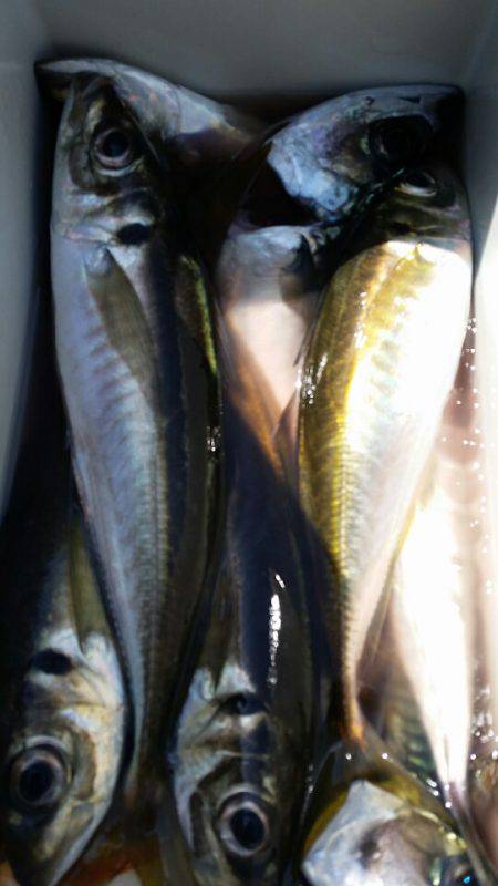 金沢八景鴨下丸 釣果