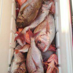 ARCADIAⅡ （アルカディアⅡ） 釣果