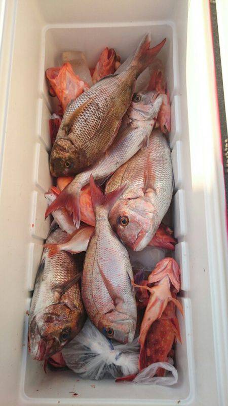 ARCADIAⅡ （アルカディアⅡ） 釣果