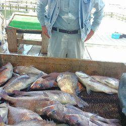 海の釣堀 海恵 釣果